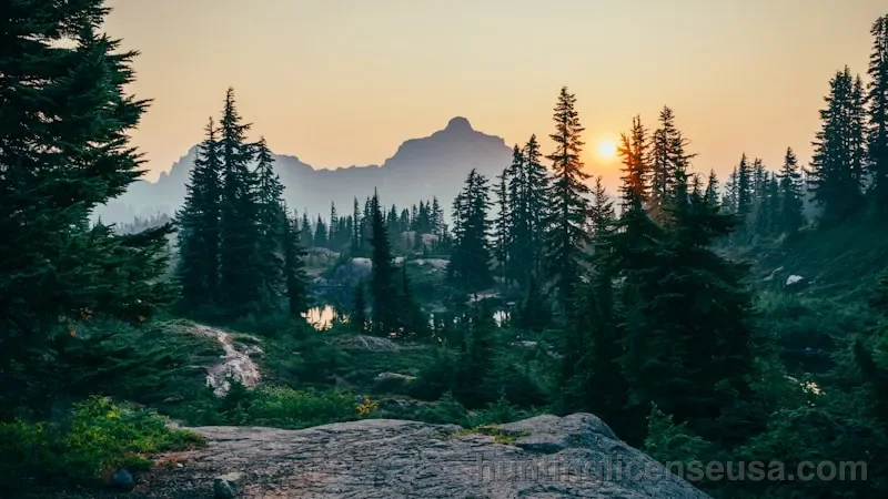 Vast evergreen forest stretching into misty mountains representing decades of hunting access