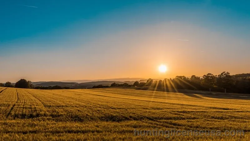 Golden wheat field stretching to the horizon under a warm sunset sky in rural America