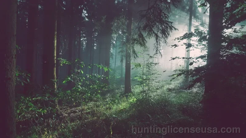 Dense green forest with sunlight filtering through the canopy creating a peaceful atmosphere